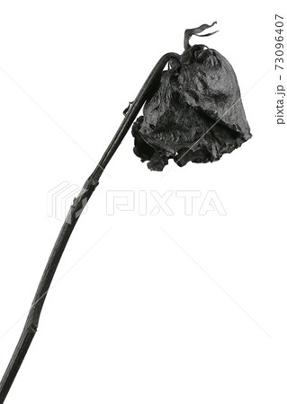 Black rose isolated on white. Black dried flower head. 73096407