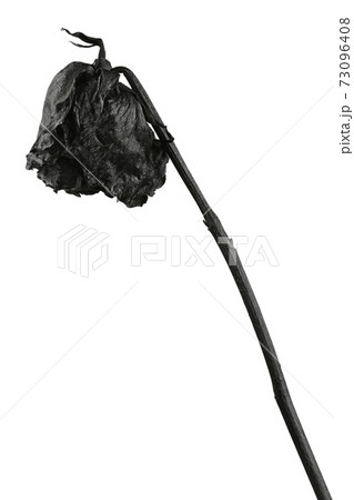 Black rose isolated on white. Black dried flower head. 73096408
