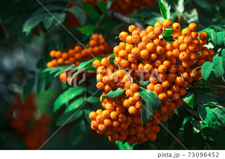 Rowan berries Rowan berries 73096452
