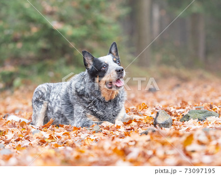 Adult Blue heeler dog laying in orange leaves, blurry autumn background Adult Blue heeler dog laying in orange leaves, blurry autumn background 73097195