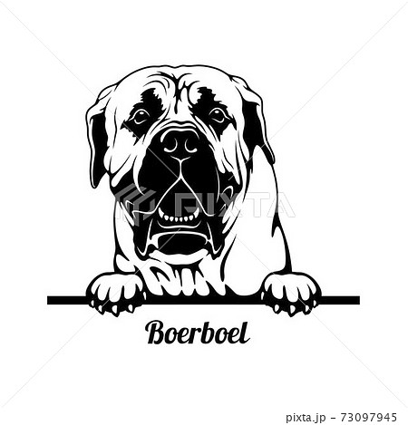 Peeking Dog - Boerboel breed - head isolated on white 73097945