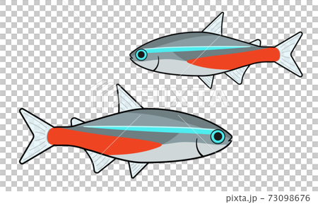 Illustration Of Neon Tetra Stock Illustration 73098676 PIXTA 73098676