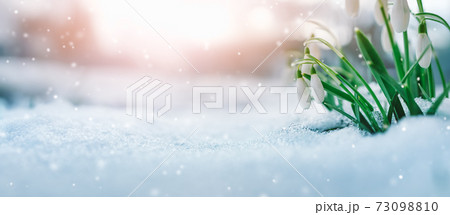 Panoramic view to spring flowers in the park 73098810