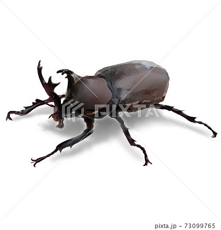 カブトムシ 73099765