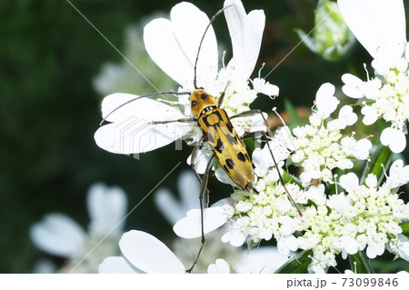 オルレアの花に止まるキイロトラカミキリ 73099846