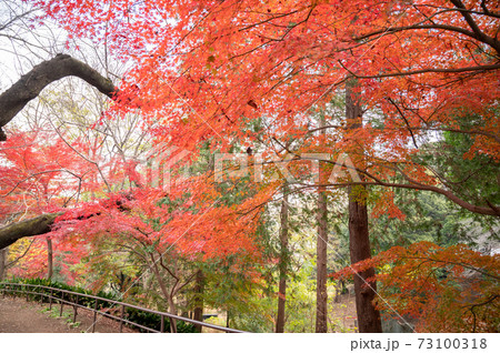 山手線内最高峰箱根山の紅葉 山手線内最高峰箱根山の紅葉 73100318