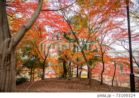 山手線内最高峰箱根山の紅葉 73100324