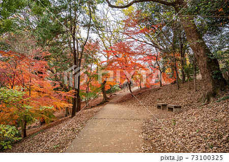 山手線内最高峰箱根山の紅葉 73100325