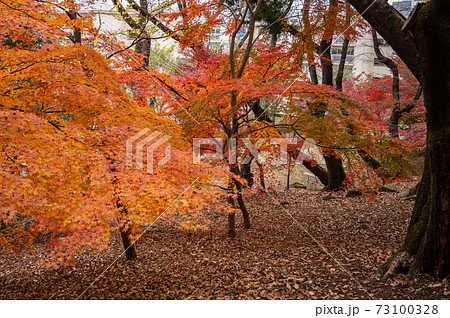 山手線内最高峰箱根山の紅葉 73100328