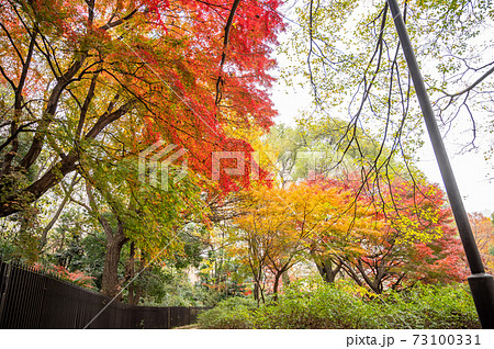 山手線内最高峰箱根山の紅葉 山手線内最高峰箱根山の紅葉 73100331