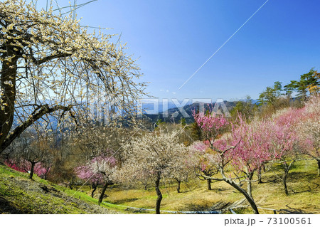 宝登山梅林1 宝登山梅林1 73100561