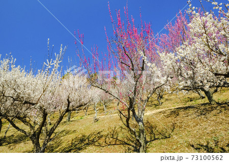 宝登山梅林2 73100562