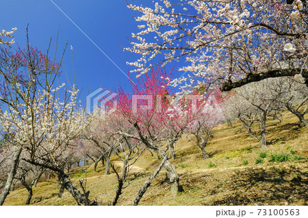 宝登山梅林3 73100563