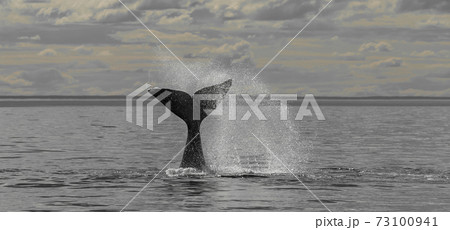 Whale Patagonia Argentina 73100941