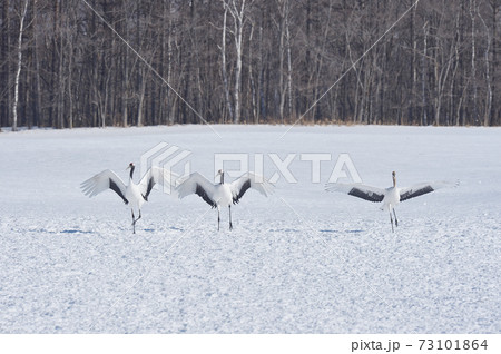 給餌場に飛来したタンチョウの群れ（北海道・鶴居） 73101864