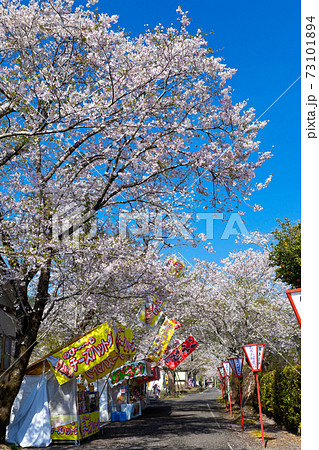 母智丘神社の桜祭り 73101894