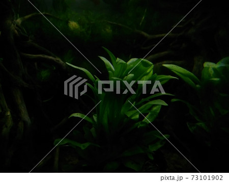 水草 73101902