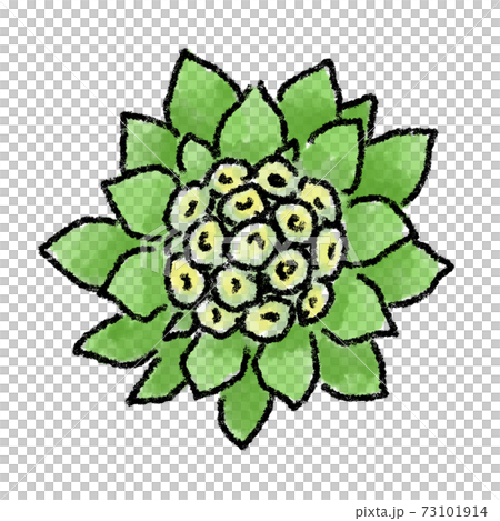 ふきのとう イラスト 水彩 手描きのイラスト素材