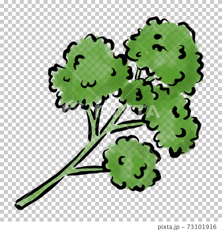 Parsley illustration brush watercolor hand drawn Parsley illustration brush watercolor hand drawn 73101916