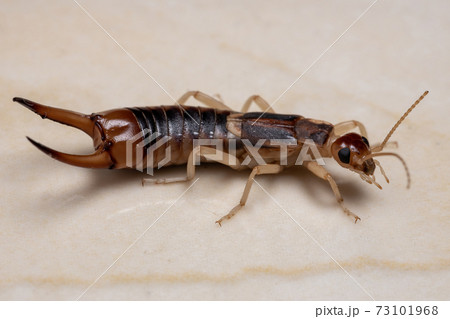 Adult Shore Earwig Adult Shore Earwig 73101968