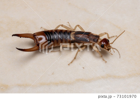 Adult Shore Earwig 73101970