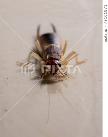 Adult Shore Earwig 73101971