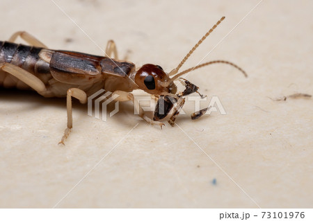 Adult Shore Earwig Adult Shore Earwig 73101976