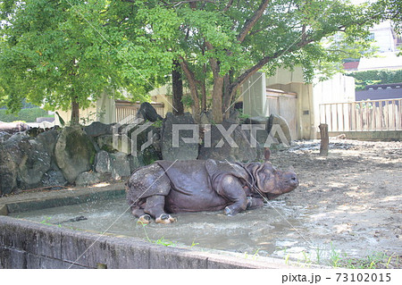 サイの水浴び サイの水浴び 73102015
