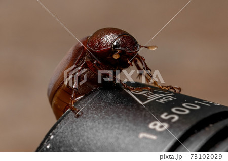 Adult June Beetle 73102029