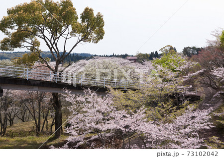 霧島市丸岡公園の満開のサクラ 霧島市丸岡公園の満開のサクラ 73102042