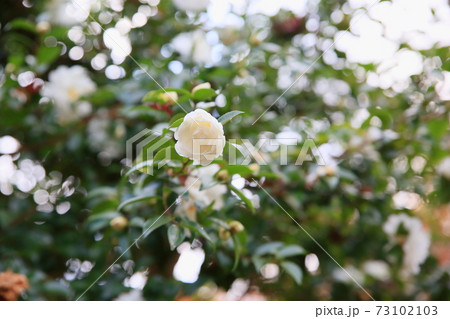 サザンカの花 73102103