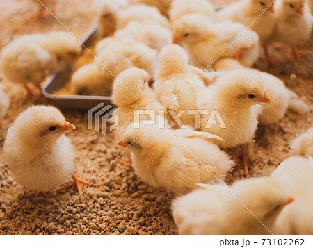 ひよこたくさんの写真素材