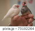 二羽の文鳥 73102264