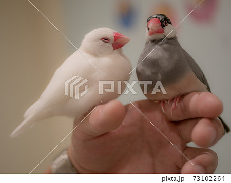 二羽の文鳥 73102264