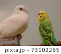 鳩とセキセイインコ 73102265