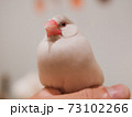 白い文鳥 73102266