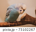 セキセイインコ 73102267