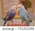 向かい合うセキセイインコ 73102268