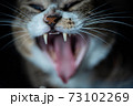 あくびする猫 73102269