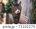猫 73102270