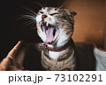 あくびする猫 73102291