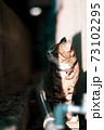 路地裏の猫 73102295