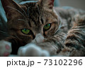 眠い猫 73102296