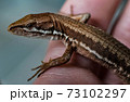 カベチョロ 73102297