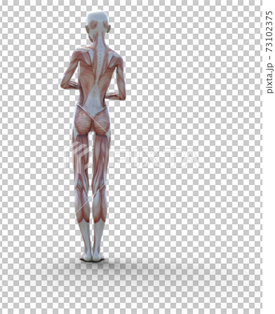 肌肉標本女性perming3DCG插圖素材 73102375