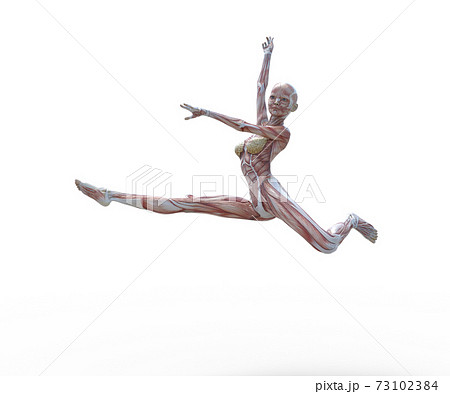 筋肉標本　女性　perming3DCGイラスト素材 73102384
