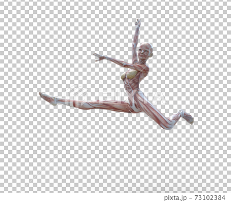 筋肉標本　女性　perming3DCGイラスト素材 73102384