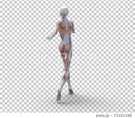 肌肉標本女性perming3DCG插圖素材 73102386