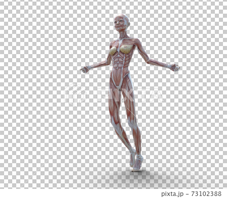 筋肉標本 女性 perming3DCGイラスト素材 筋肉標本 女性 perming3DCGイラスト素材 73102388