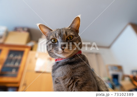 猫 ネコ ねこ キジトラ 白 グレー 子猫 雌 メス 雌ねこ 雌ネコ 雌猫 元気 かわいい 癒し 猫 ネコ ねこ キジトラ 白 グレー 子猫 雌 メス 雌ねこ 雌ネコ 雌猫 元気 かわいい 癒し 73102389